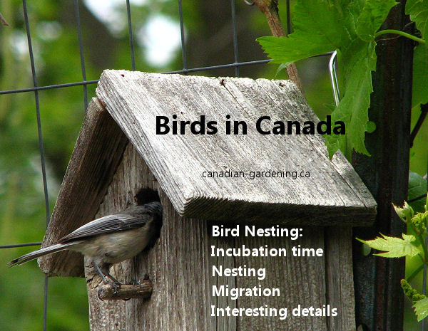 bird nesting in canada logo