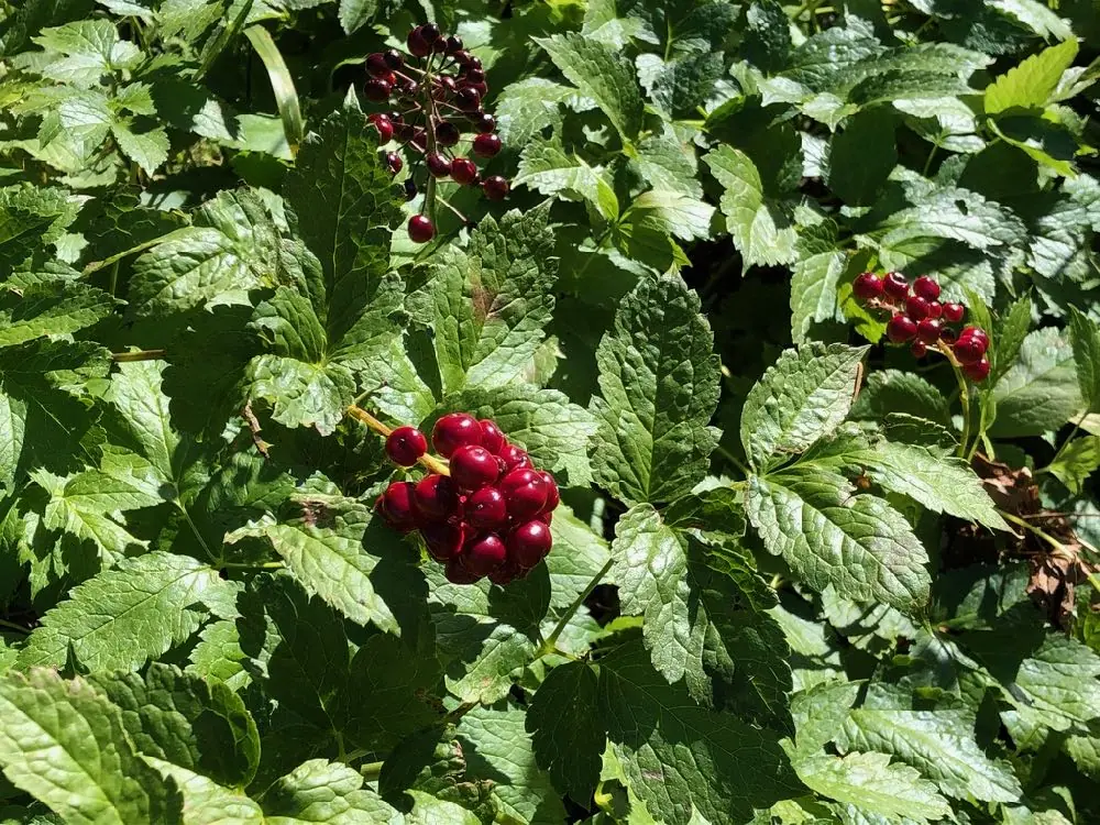 Actaea rubra-Red baneberry