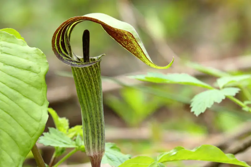 Arisaema triphyllum (Jack in the Pulpit)
