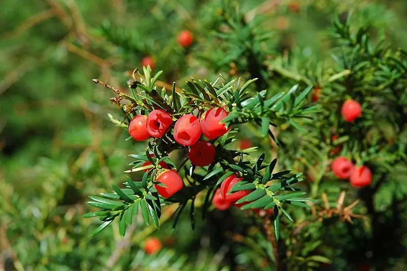 Canadian Yew fruit