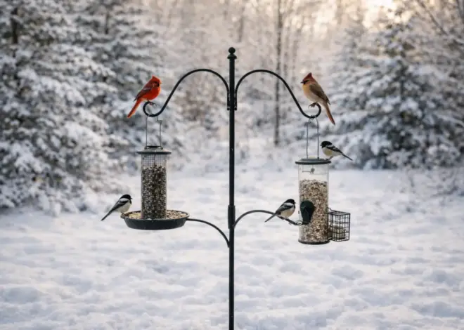 Comprehensive Guide to Bird Feeding Stations Ontario