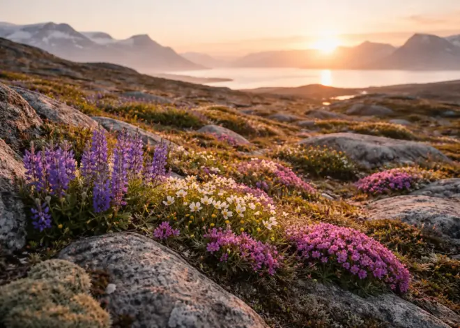 Territorial Flowers of Northern Canada: Symbols of Arctic Resilience