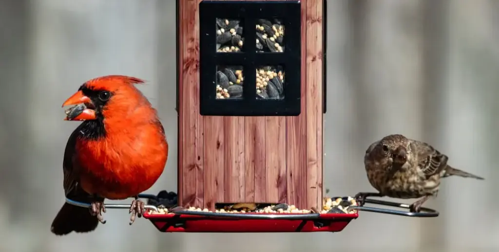 Convenient wooden feeder for Cardinal with a window for visual assessment of the amount of food
