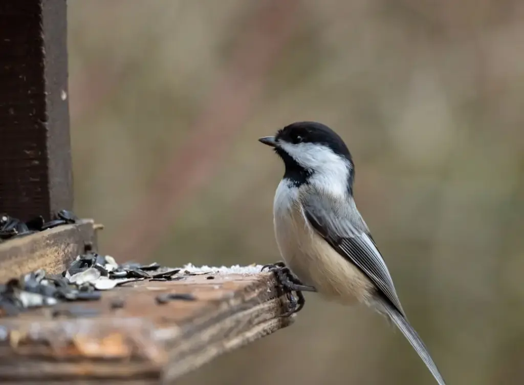 A vibrant winter scene showing birds at a feeder, illustrating the best attracting chickadees canada season strategy for cold weather.
