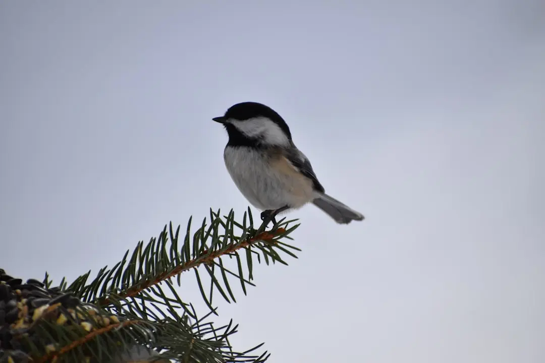 a small bird perched on top of a pine tree
